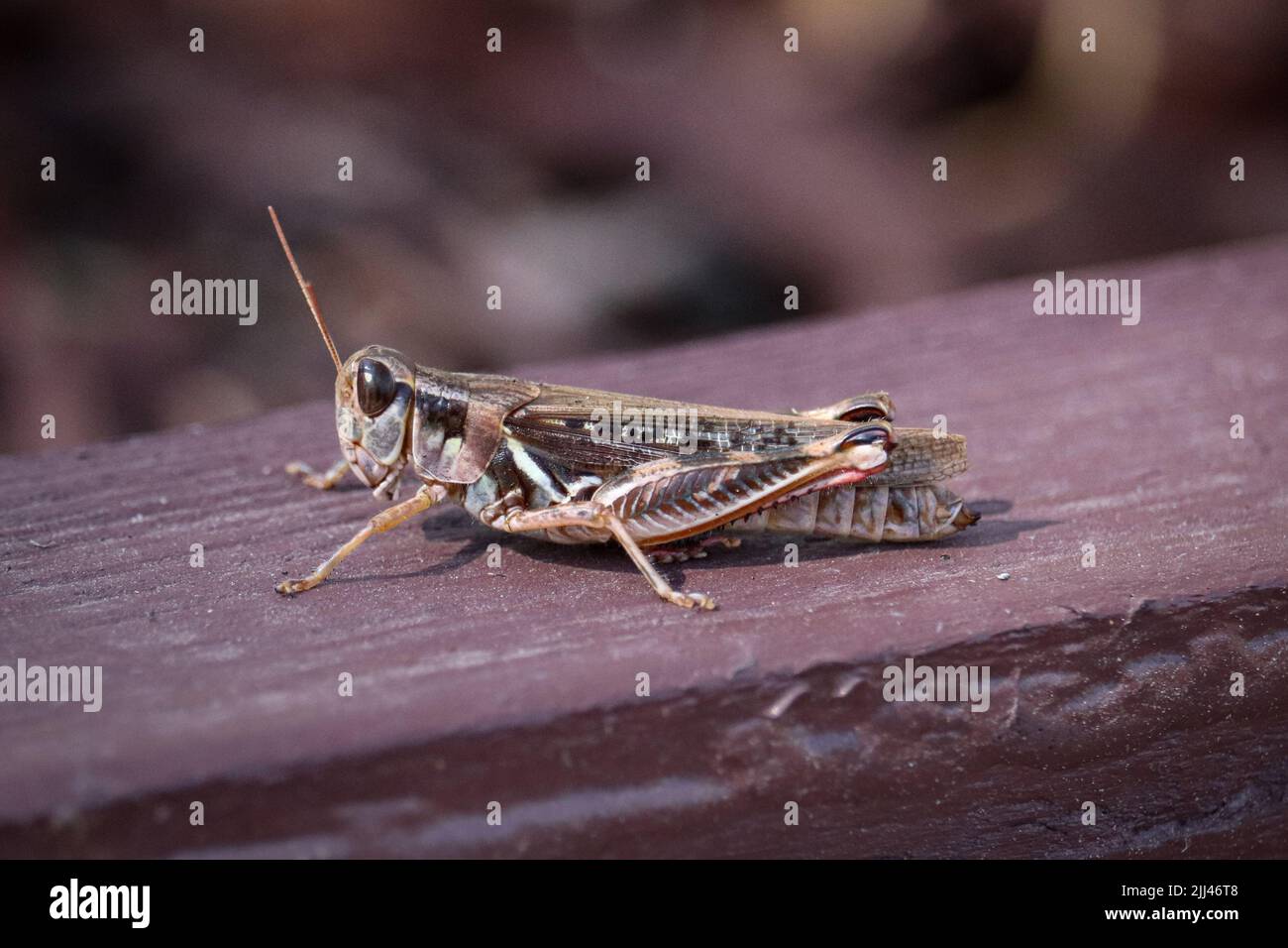 Spur-throated grasshopper or Melanoplus standing on the side of a garden in Payson, Arizona. Stock Photo
