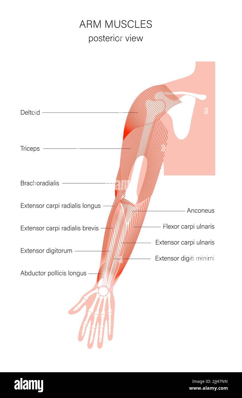 Arm anatomy, illustration Stock Photo Alamy