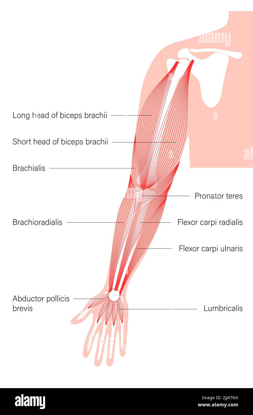 Arm anatomy, illustration Stock Photo Alamy