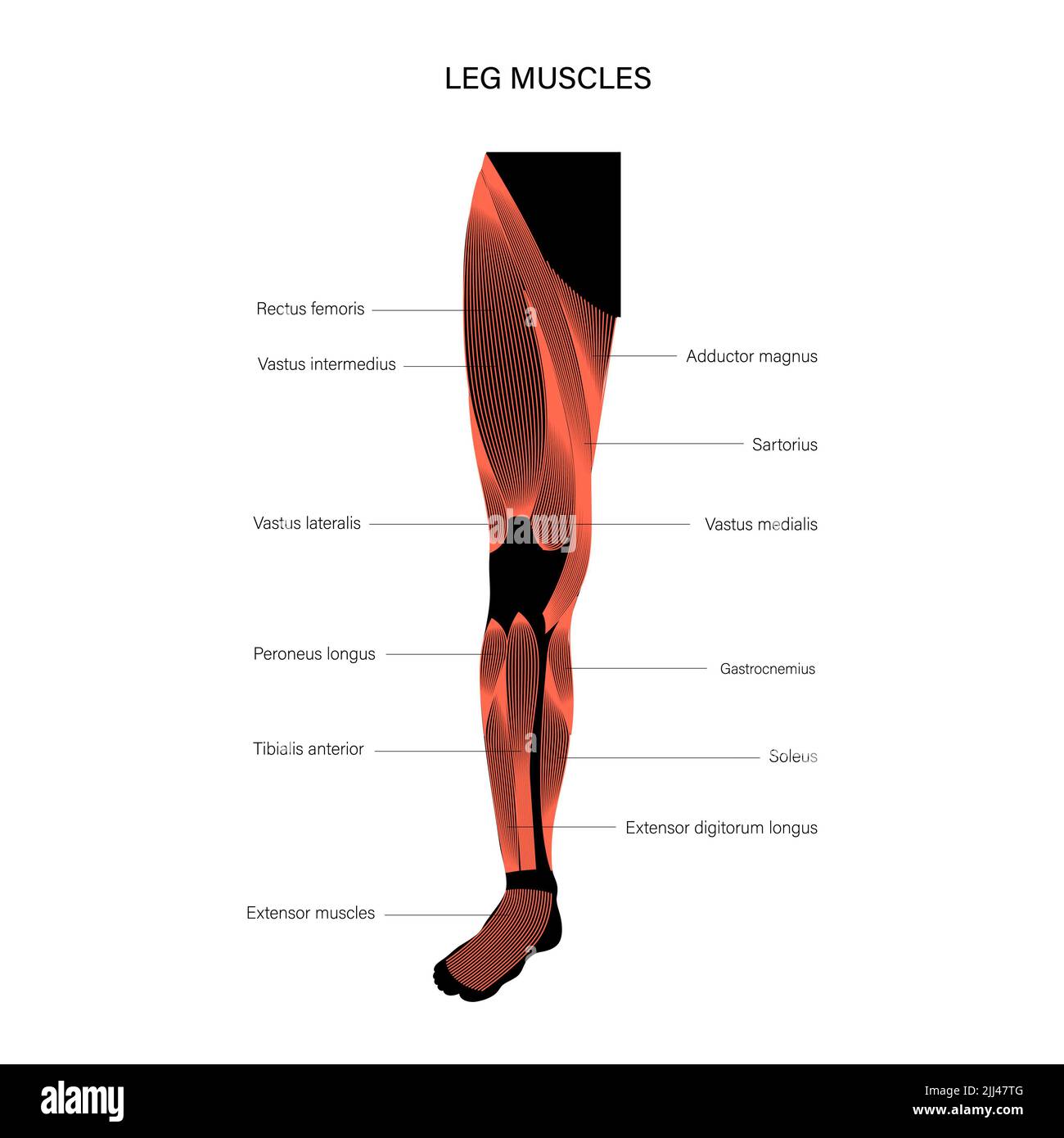 Leg anatomy, illustration Stock Photo - Alamy