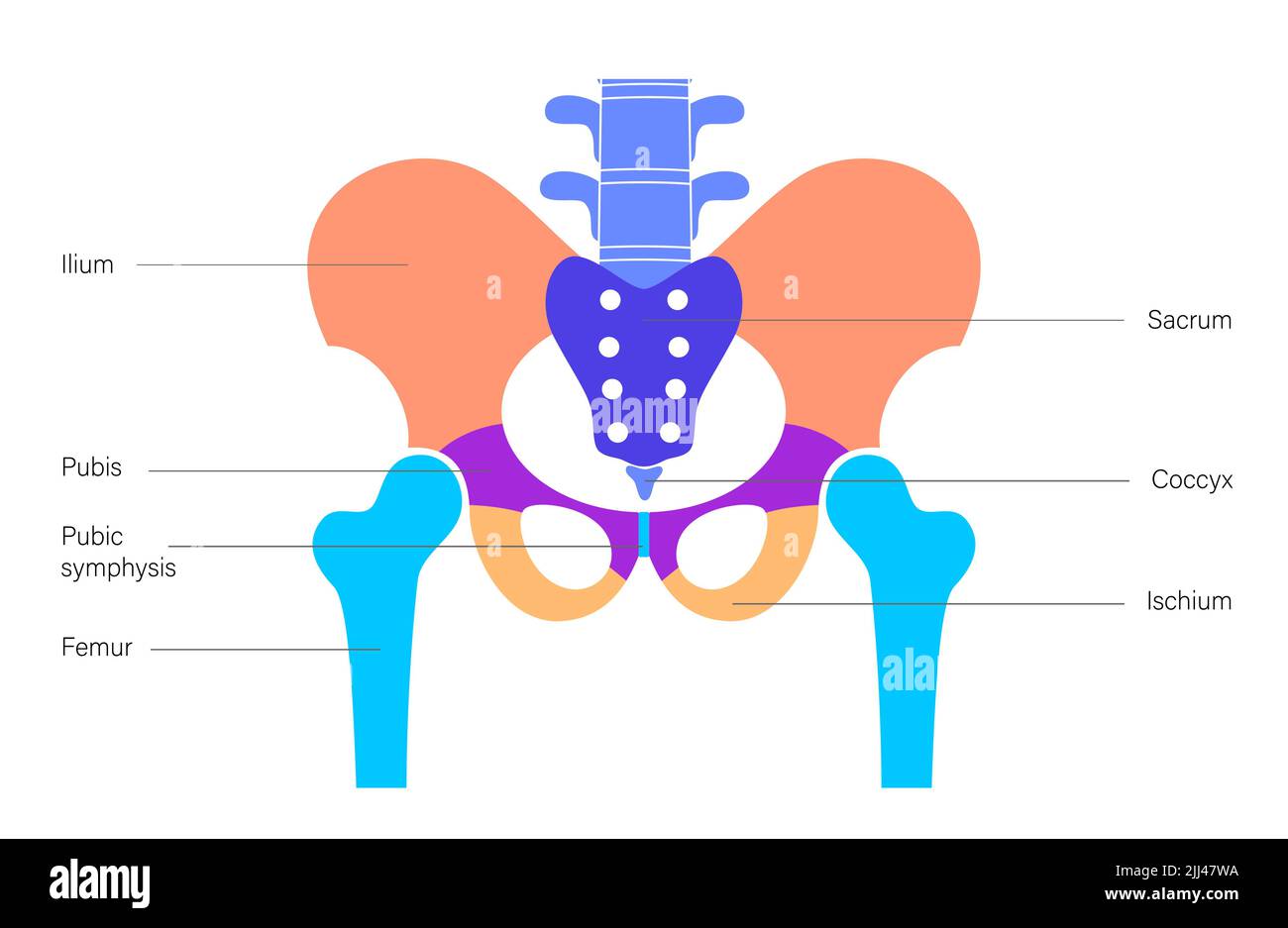 Pelvis anatomy, illustration Stock Photo - Alamy