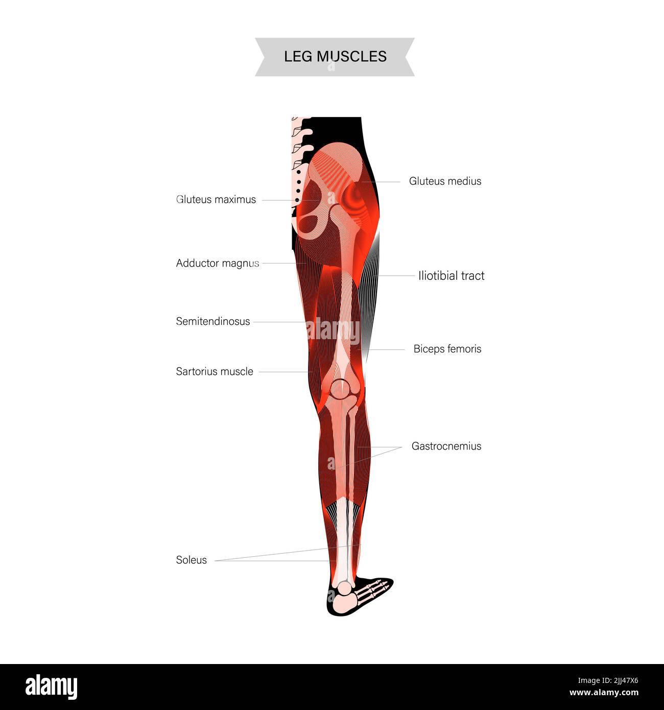 Leg anatomy, illustration Stock Photo - Alamy
