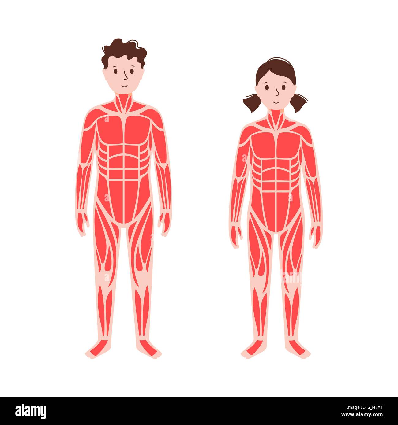 muscular system for kids with labels