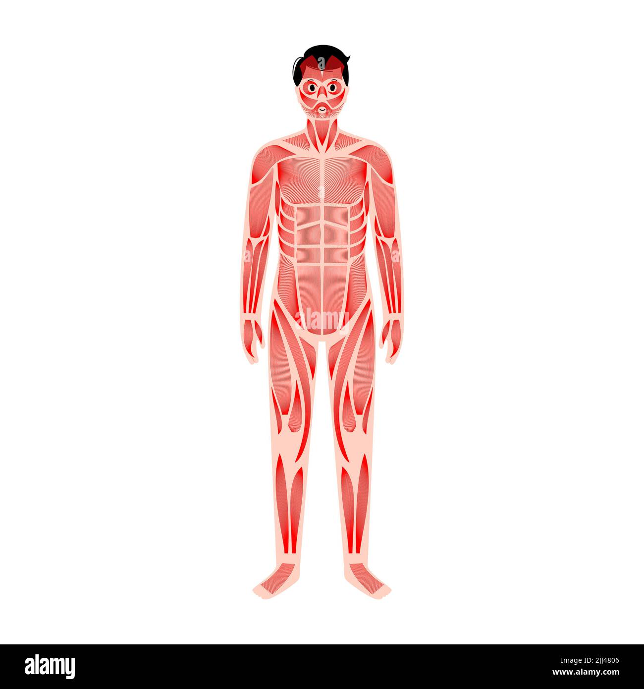 Male muscular system, illustration Stock Photo - Alamy