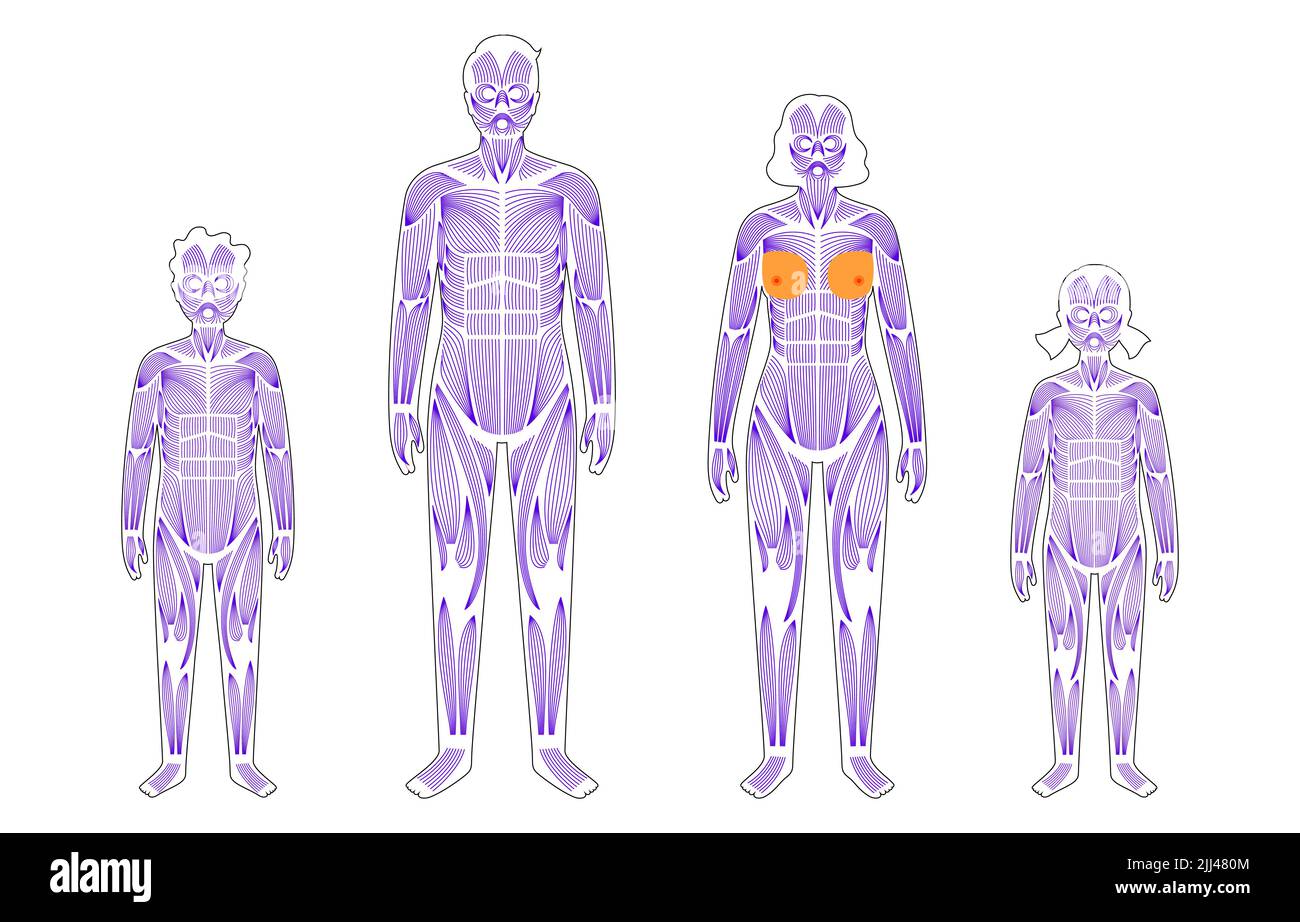 Human muscular system, illustration Stock Photo - Alamy