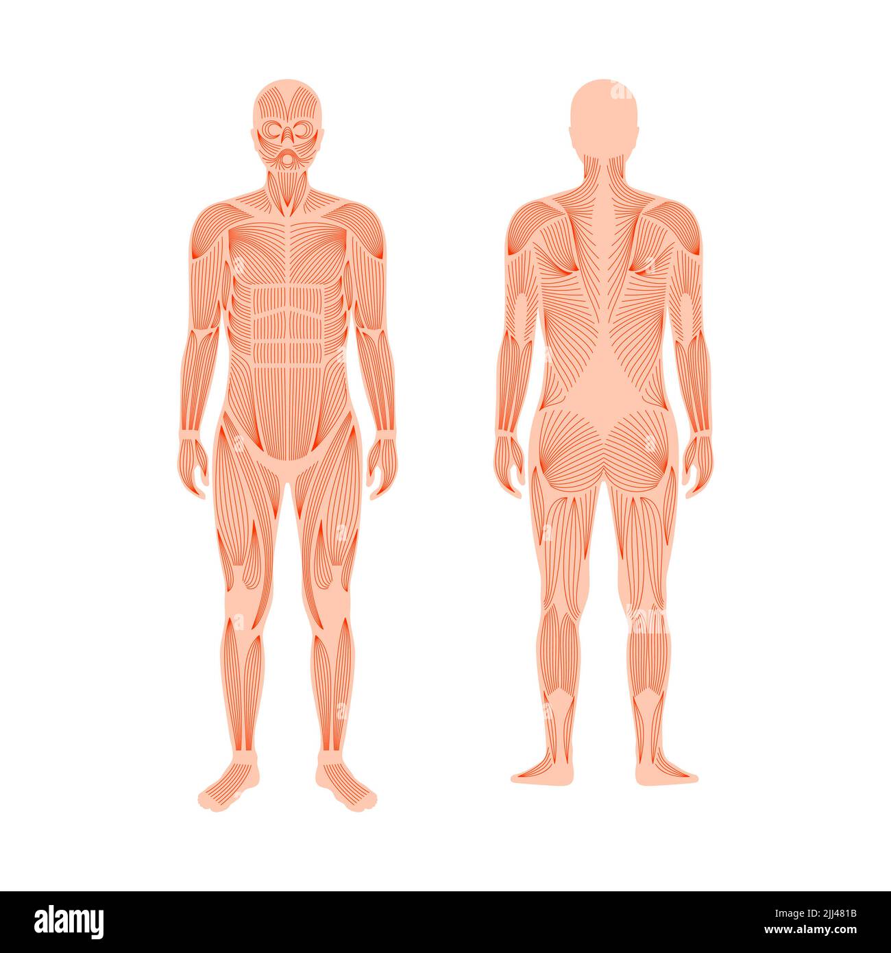 Male Muscular System Illustration Stock Photo Alamy