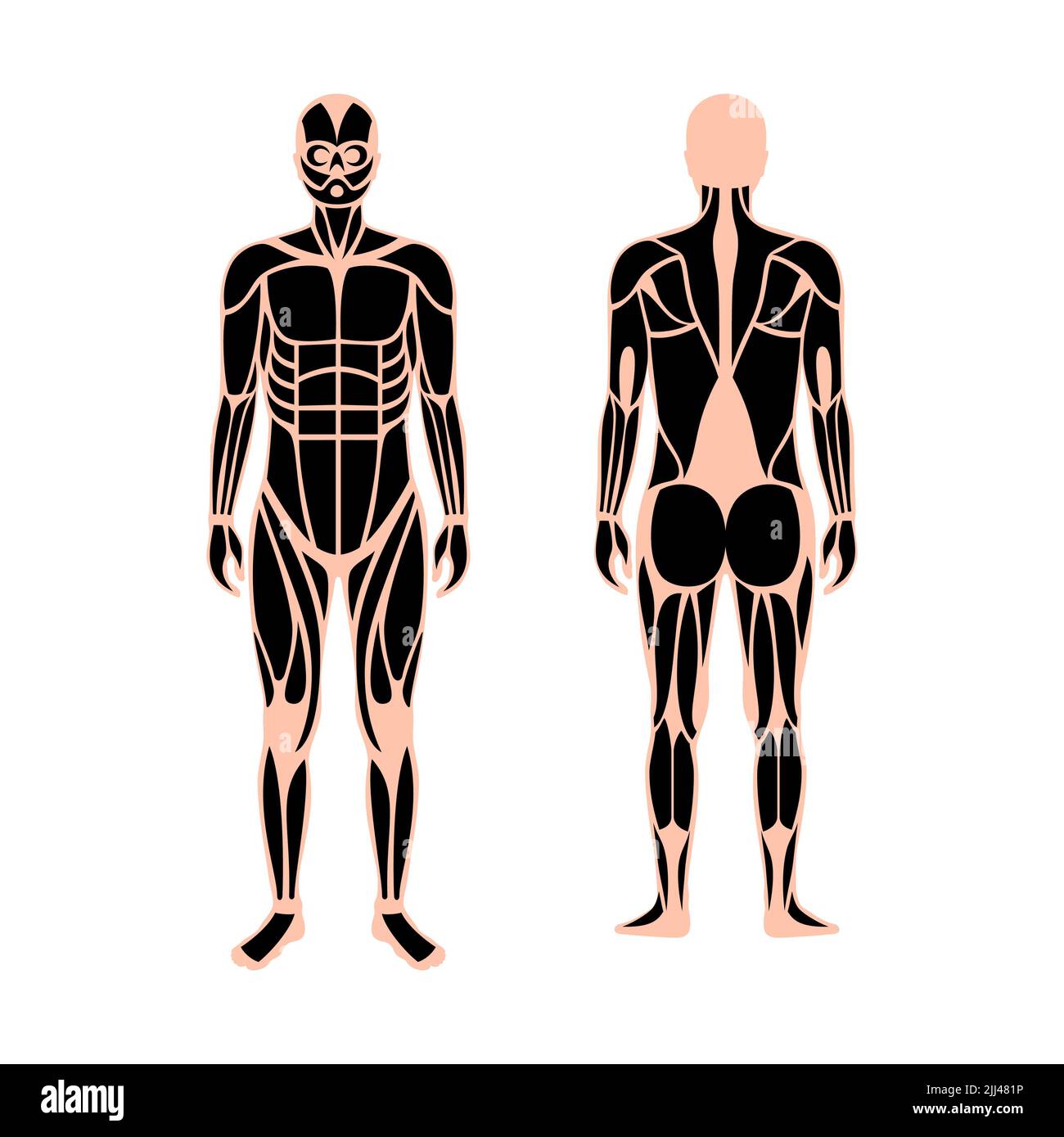muscular system illustration