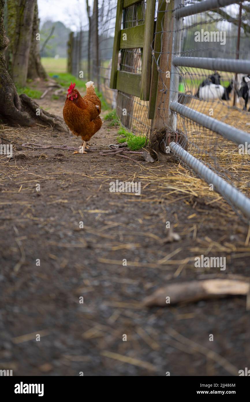A red rooster free ranges in the mud and straw outside of the goats’ pen, at the base of a large tree. Stock Photo