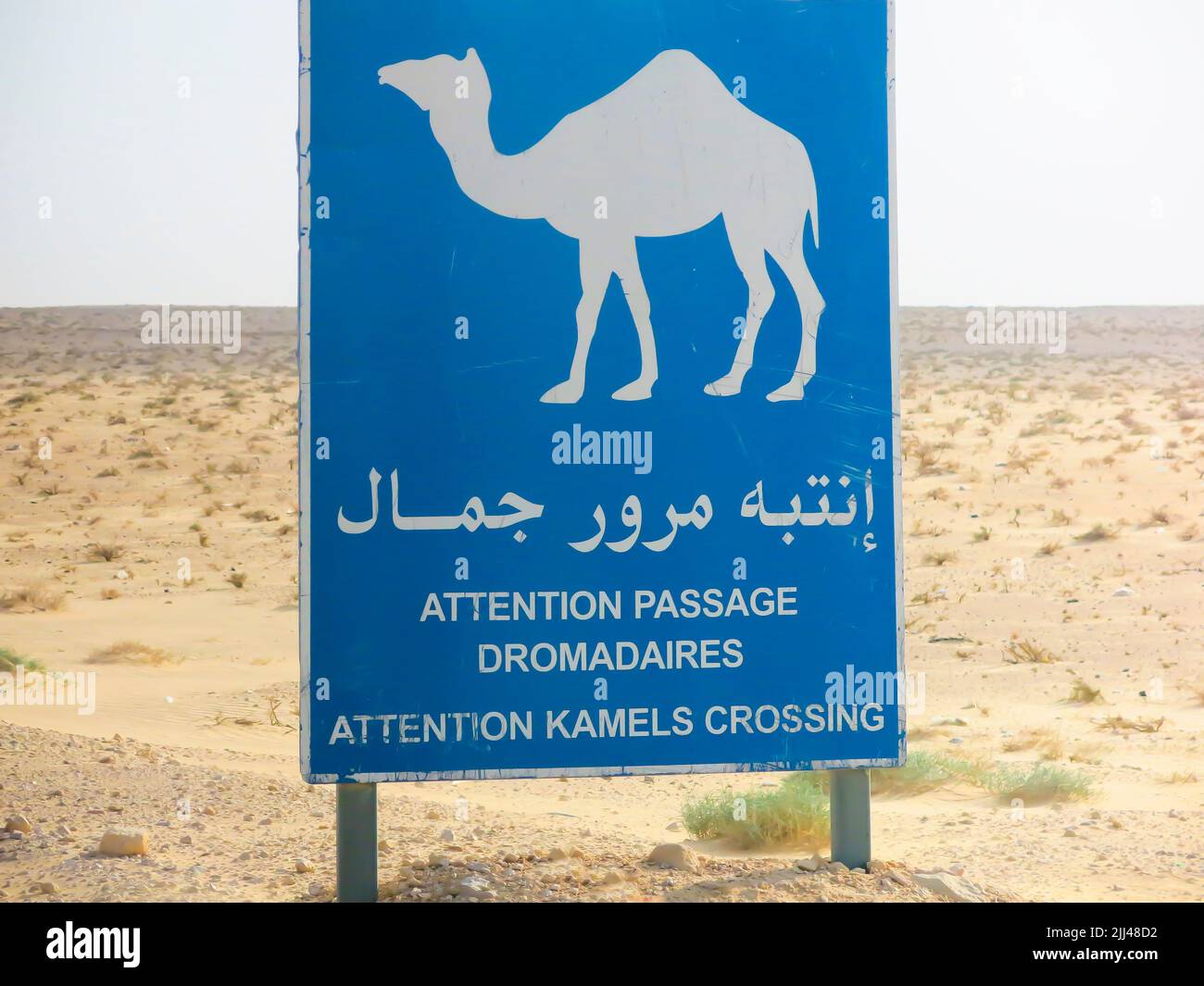 Camel Crossing Sign in Sahara Desert Stock Photo