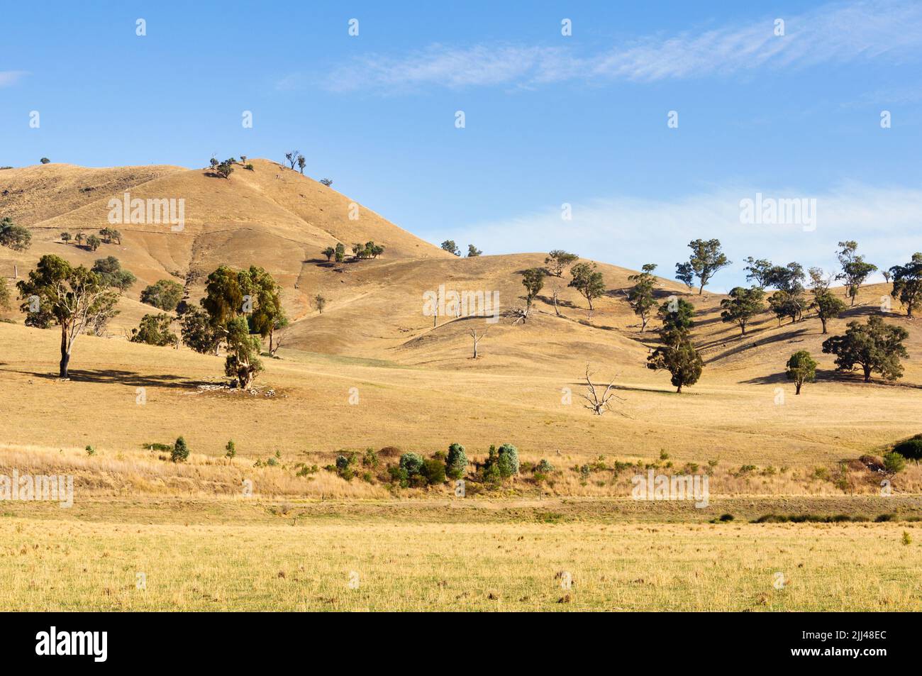 Yellow rolling hills in autumn - Mansfield, Victoria, Australia Stock Photo