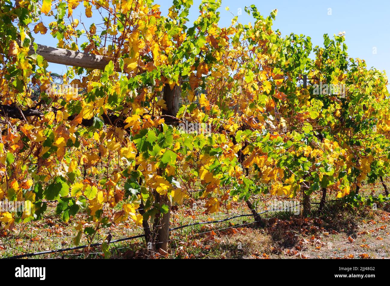 Autumn in Victoria’s cool climate wine region - King Valley, Victoria, Australia Stock Photo