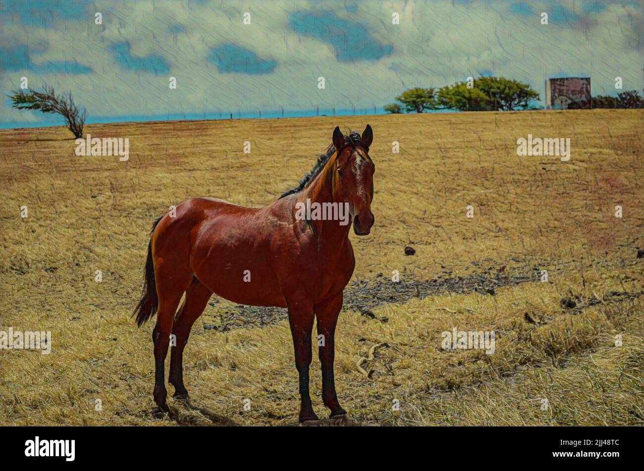 Horse in a dry grassy field on the southernmost part of Mauna Loa, the Big Island of Hawaii.  Edited to create an Illustration from a photo. Stock Photo
