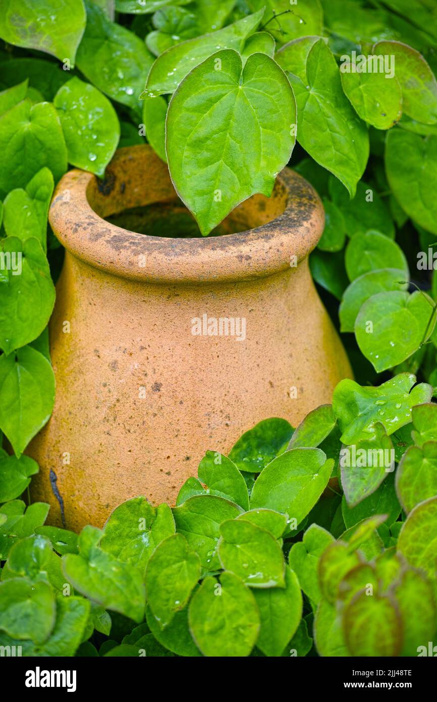 Closeup of a used clay pot plant for greenhouse gardening. Lush green