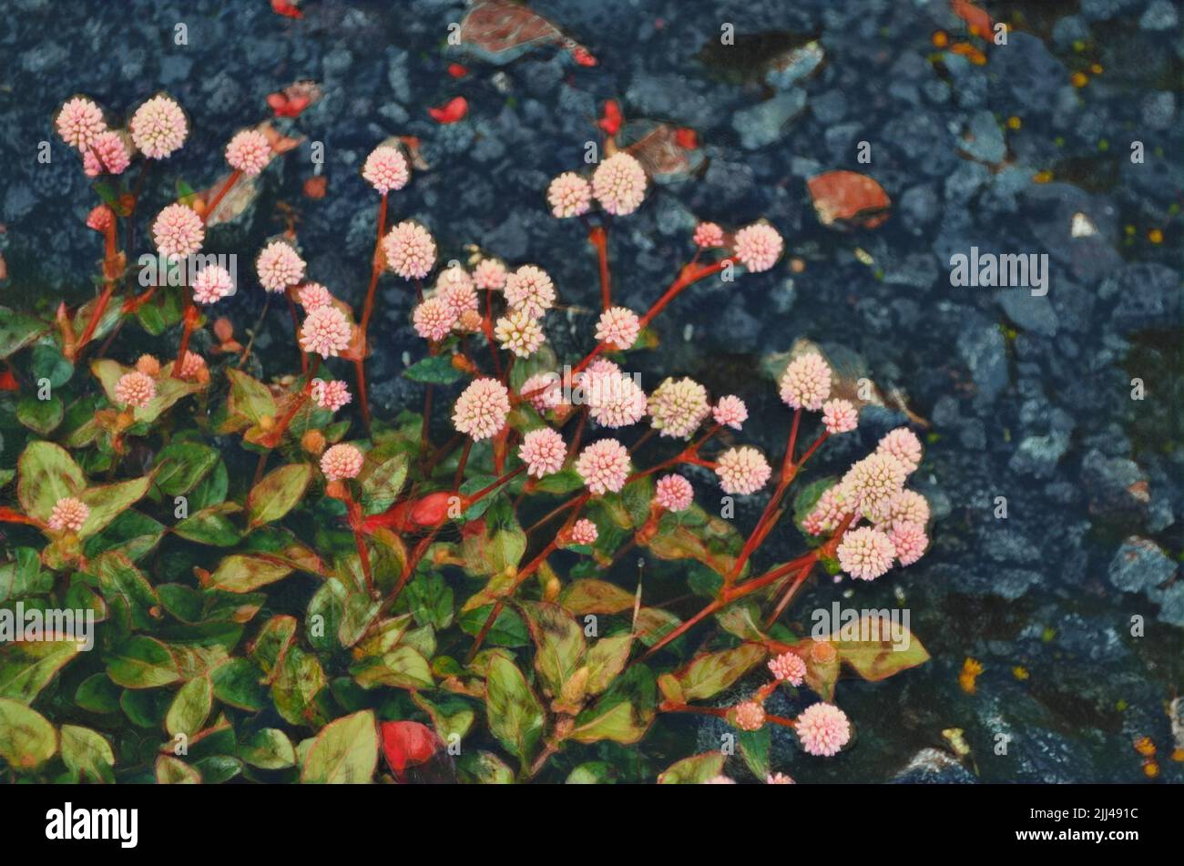 Pink flower with red stems and green leaves growing next to gravel.  Edited to look like a painting. Stock Photo