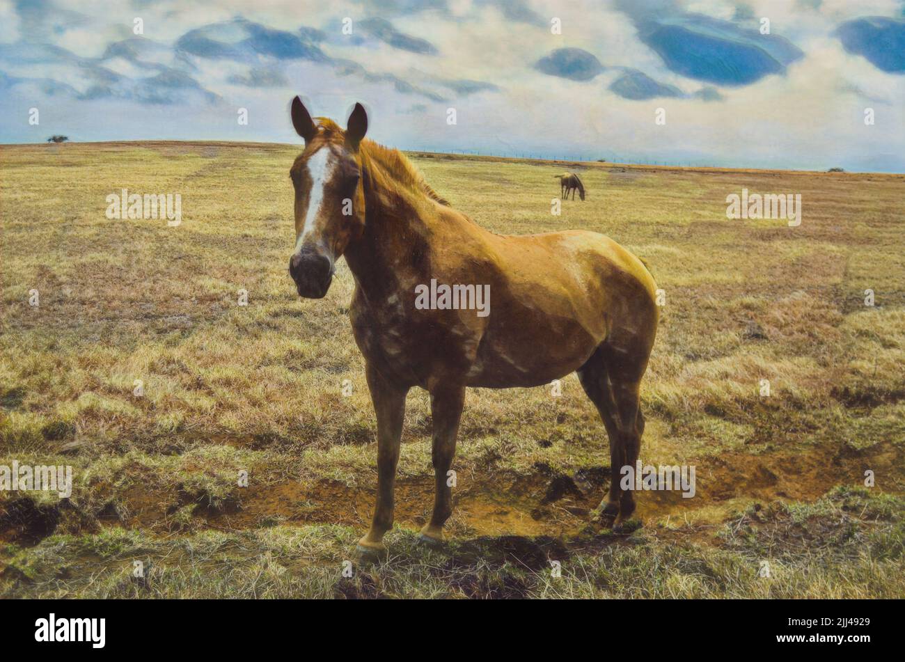 Horse in a dry grassy field on the southernmost part of Mauna Loa, the Big Island of Hawaii.  Edited to create an Illustration from a photo. Stock Photo