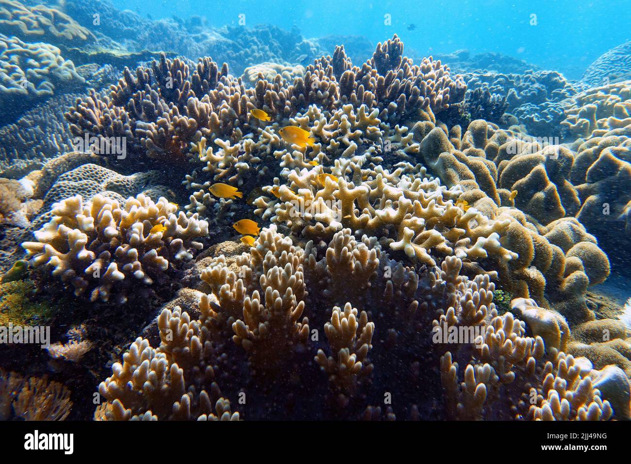 Indonesia Sumbawa - Colorful coral reef with fish Stock Photo - Alamy