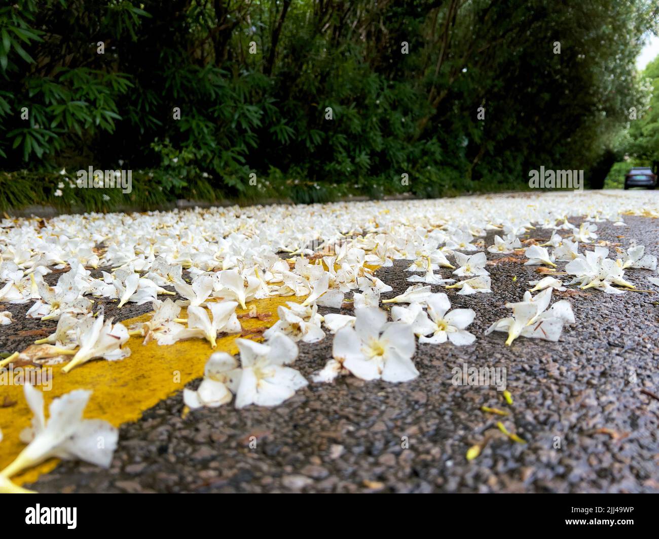 Oleander flower blossoms covering the alley after a storm Stock Photo