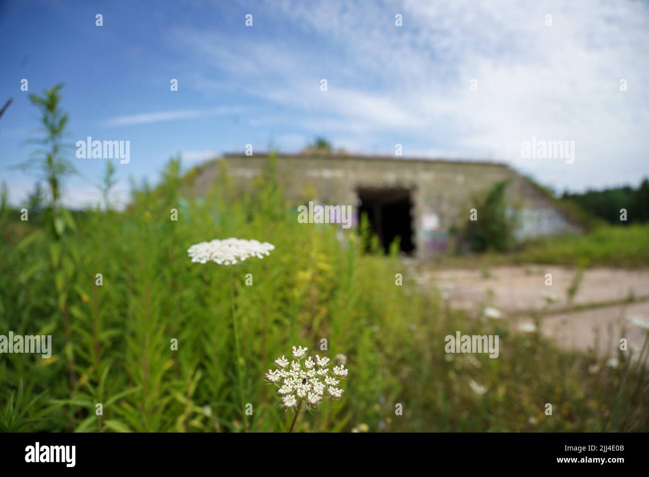 14 July 2022, Hessen, Münster: Flowers stand in front of a former bunker of the American military. As part of the rearmament, the Wehrmacht (1939-1940) built an ammunition facility (Muna). After being used by the American military, the site was returned to the federal government in the late 1990s and has since become a compensatory site for nature conservation by the railroad. In the meantime, bison and wild horses have been successfully reintroduced. Photo: Andreas Arnold/dpa Stock Photo