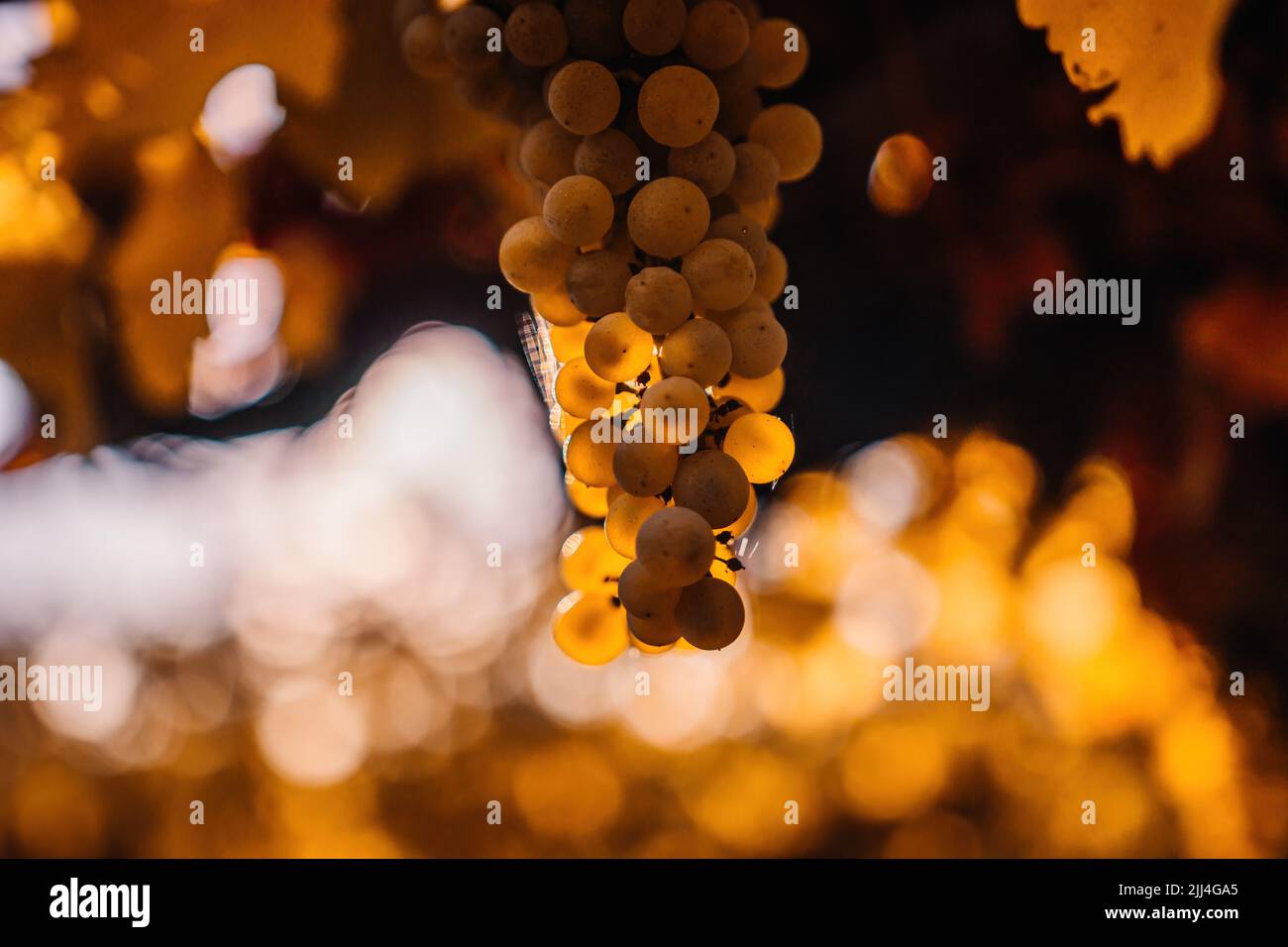 Ripe grape bunch among grapevine leaves at vineyard in warm sunset