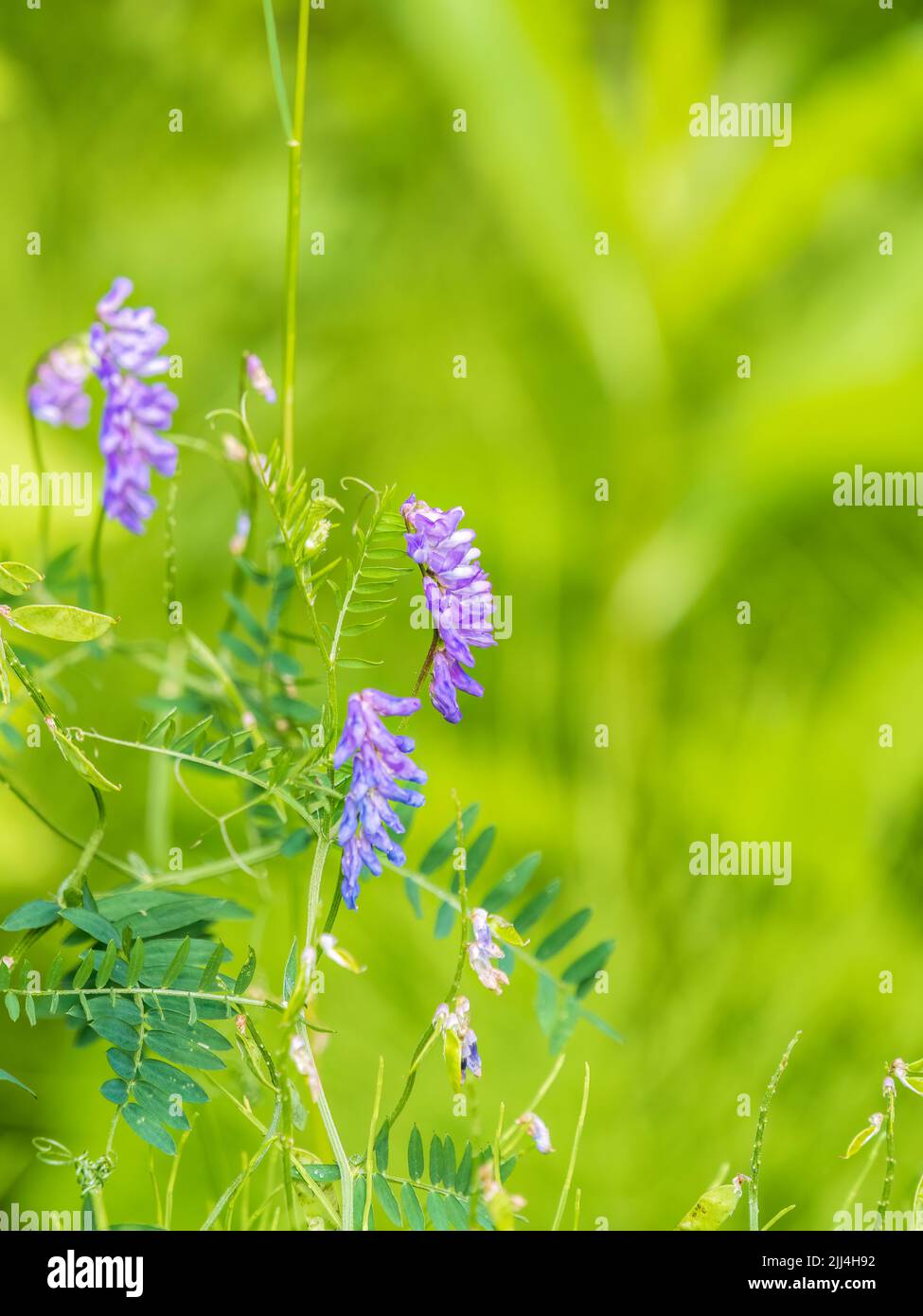 Vetch, vicia cracca valuable honey plant, fodder, and medicinal plant ...