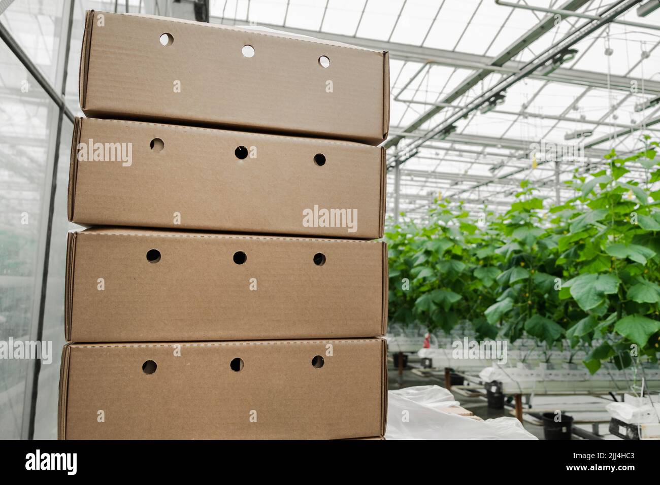 Boxes with fresh ripe cucumber. Organic food and vegetables. Healthy