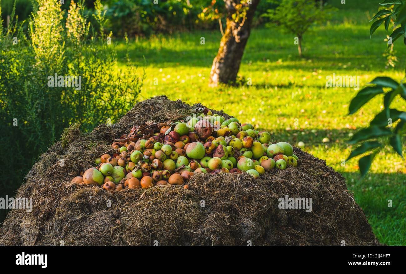 Compost heap with rotten apples lying on top Stock Photo Alamy