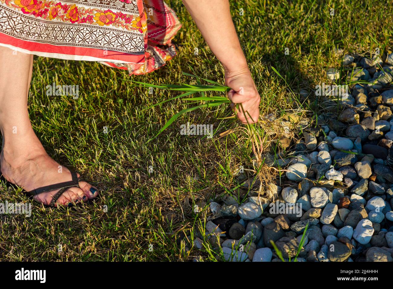 Farmer removing weeds by hand hi-res stock photography and images - Alamy