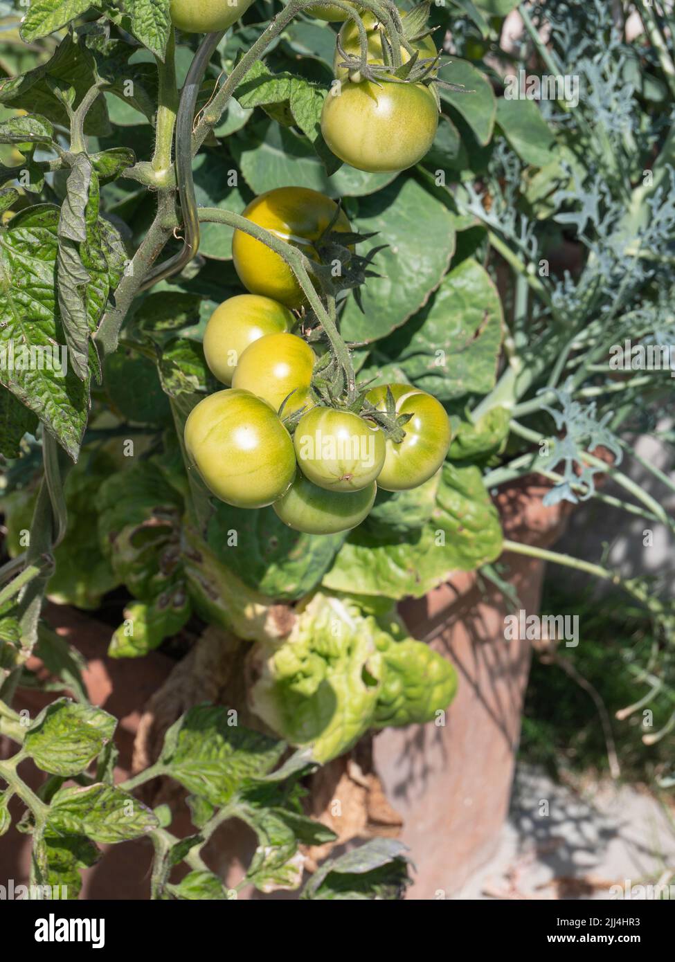 A bunch of still unripe green tomatoes Stock Photo