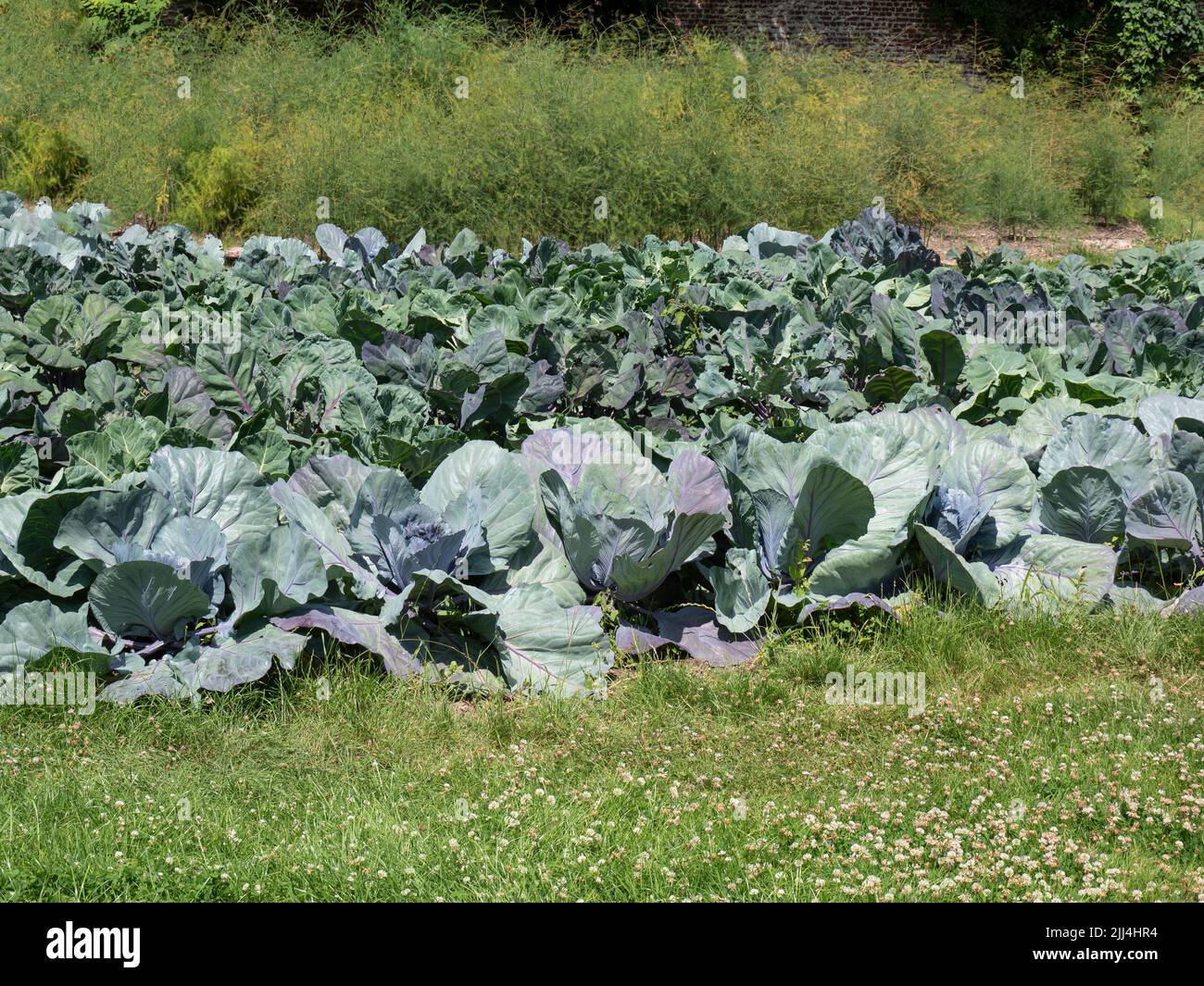 A large field of red cabbage ready to be harvested Stock Photo Alamy