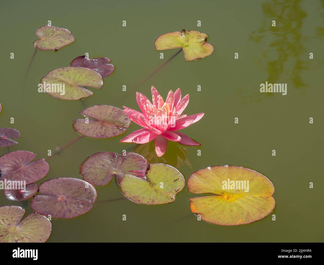 A pink water lily floats lonely between leaves on the greenish water Stock Photo