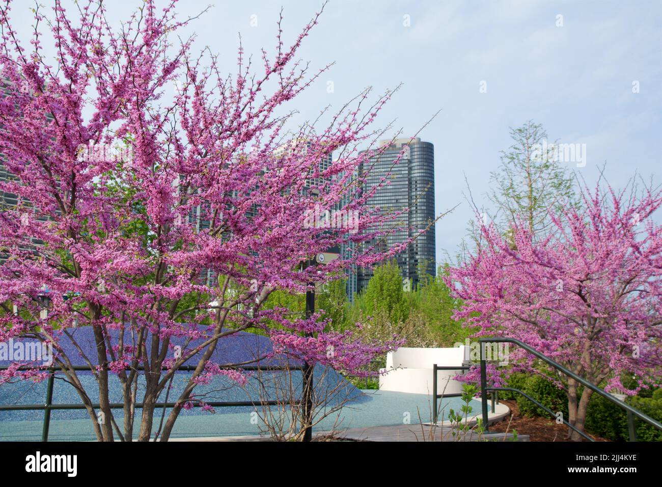 CHICAGO, ILLINOIS, UNITED STATES - May 11, 2018: Pink flowering cherry trees and cherry blossoms at Millennium Park in downtown Chicago Stock Photo