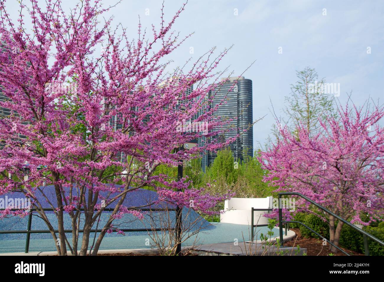 CHICAGO, ILLINOIS, UNITED STATES May 11, 2018 Pink flowering cherry
