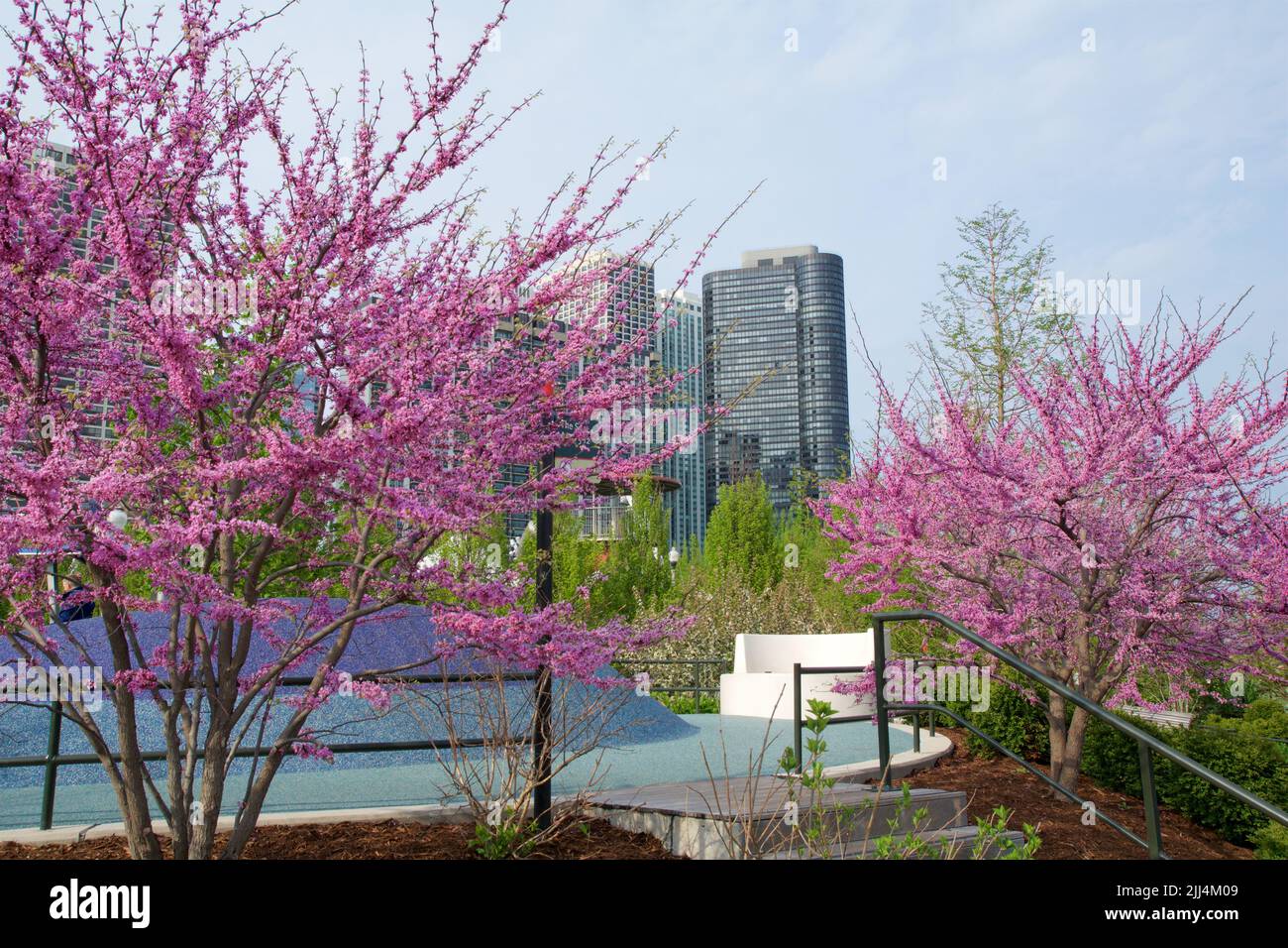 CHICAGO, ILLINOIS, UNITED STATES May 11, 2018 Pink flowering cherry