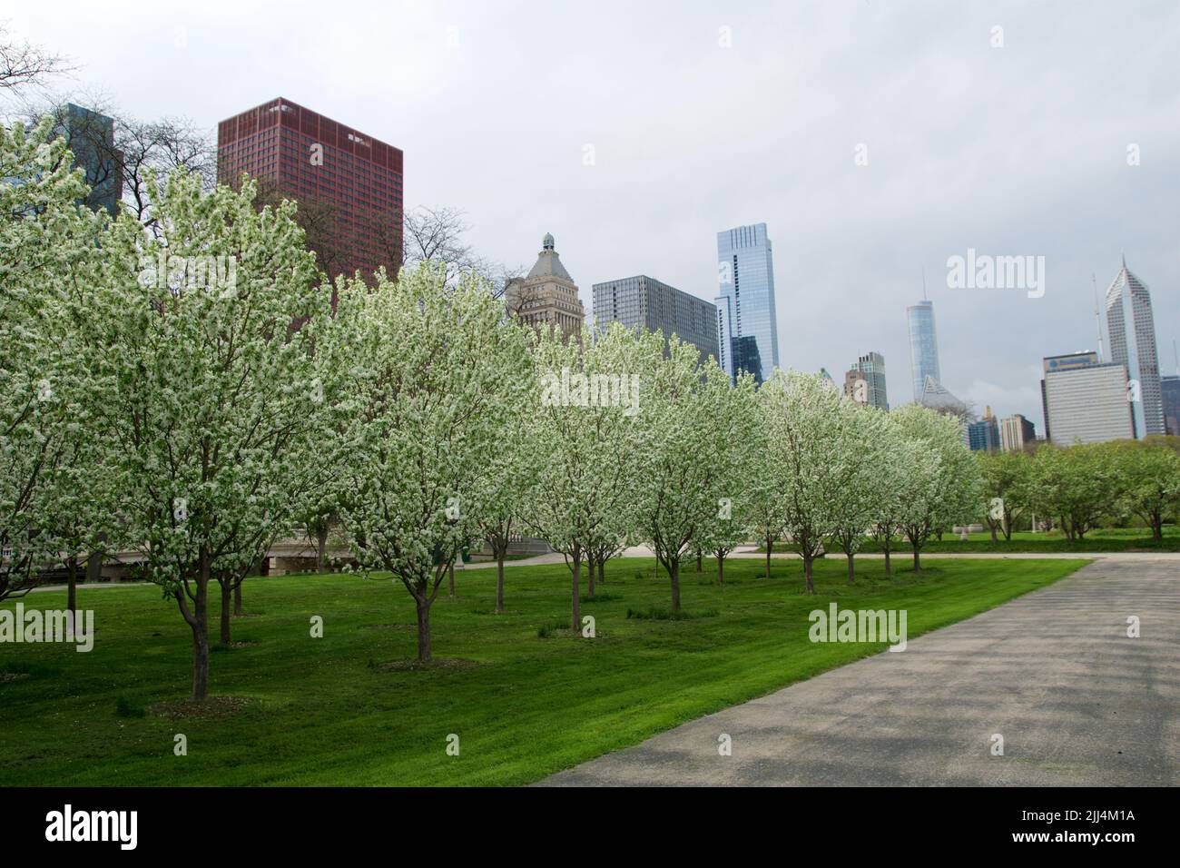 CHICAGO, ILLINOIS, UNITED STATES - May 12, 2018: White blossoming cherry trees and cherry blossoms at Millennium Park in downtown Chicago Stock Photo