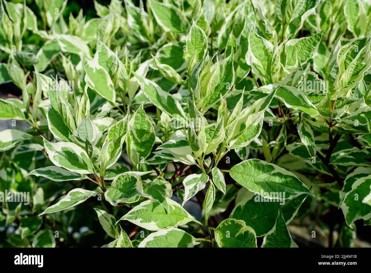 Many small vivid variegated green and white leaves on branches of Cornus Alba Elegantissima shrub in a garden in a sunny spring day, beautiful outdoor Stock Photo