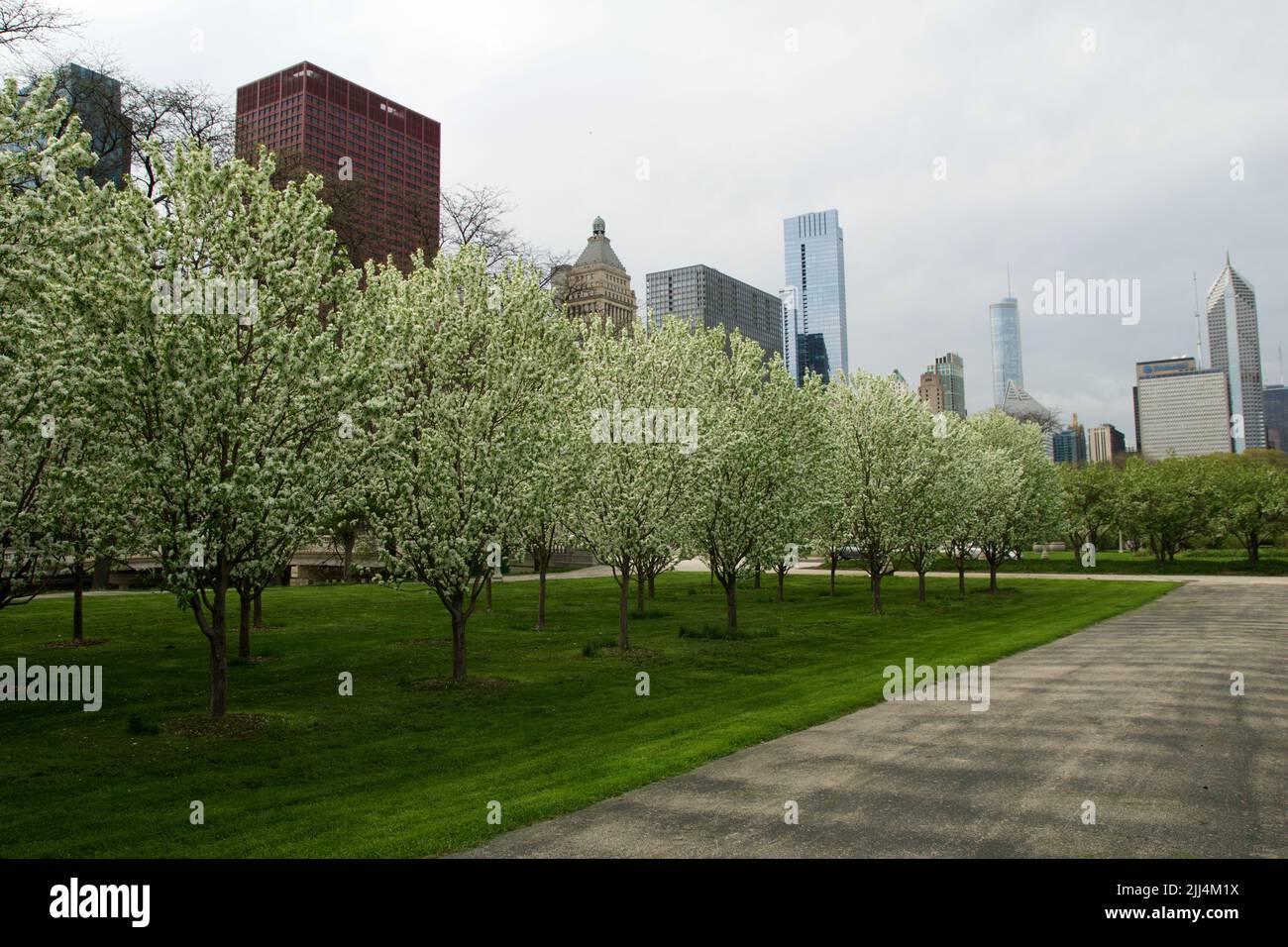 CHICAGO, ILLINOIS, UNITED STATES May 12, 2018 White blossoming