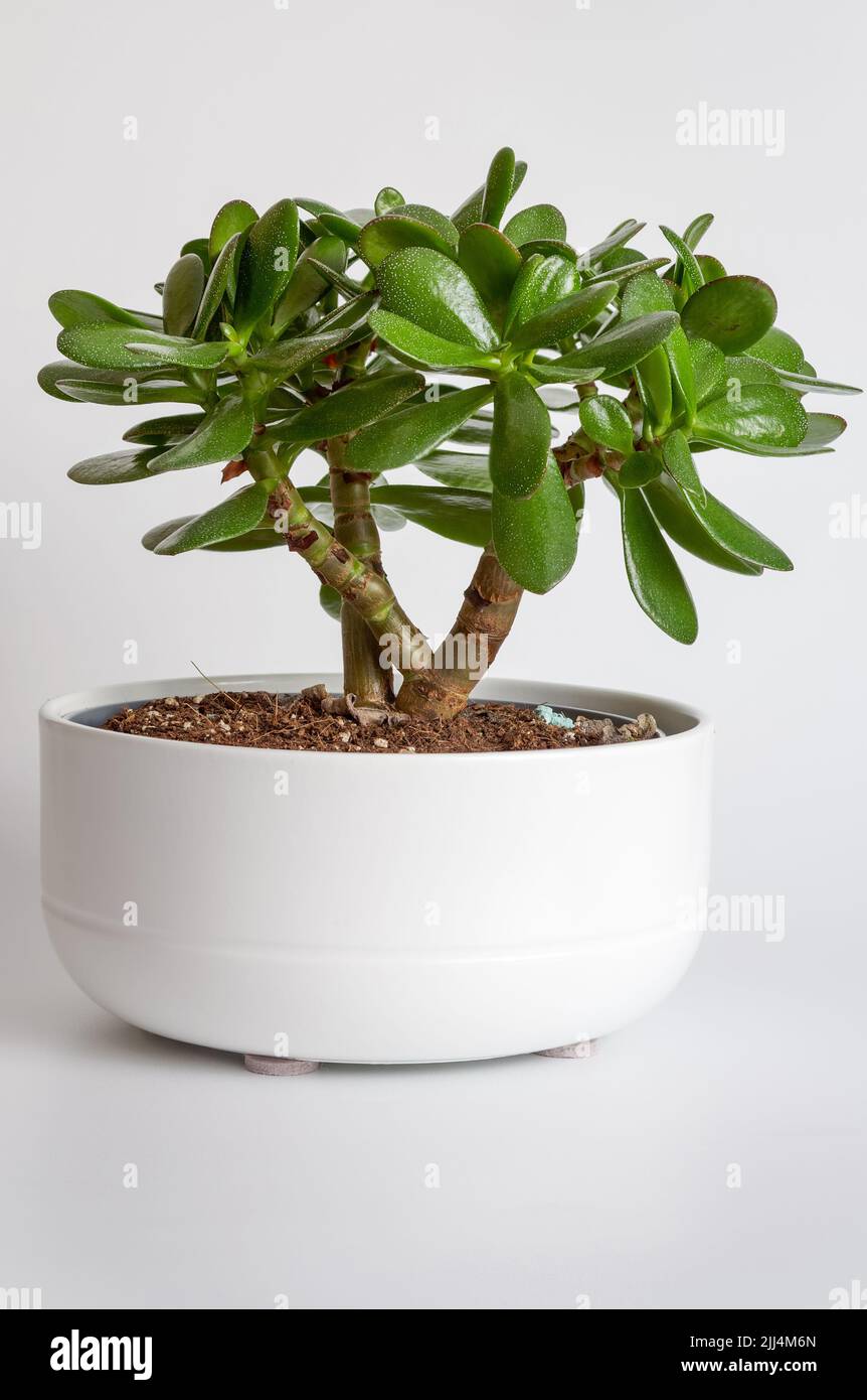 Crassula oval, silver crassula, fortune tree, money tree, speckled leaves, south african plant isolated Stock Photo