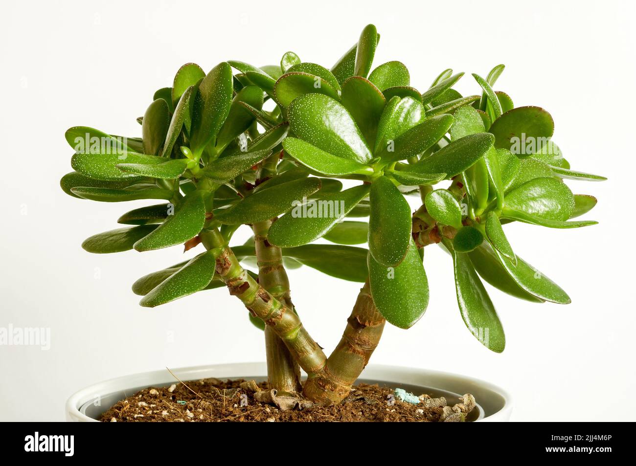 Crassula oval, silver crassula, fortune tree, money tree, speckled leaves, south african plant isolated Stock Photo