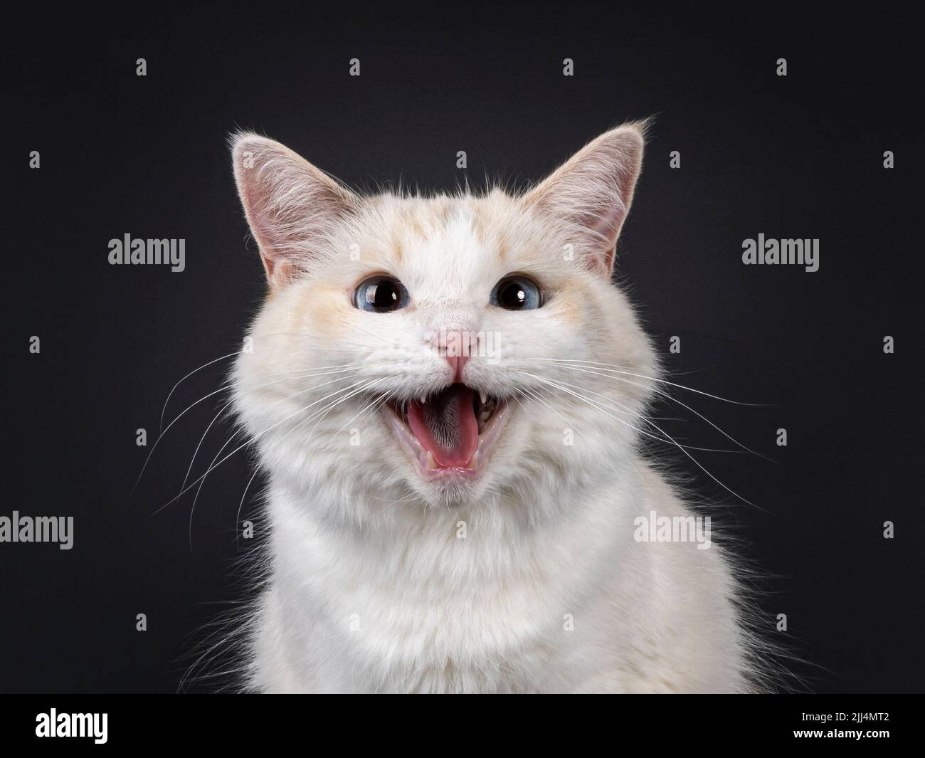 Head shot of meowing young adult blue tortie Ragdoll cat, showing tongue and teeth. Looking towards camera with sky blue eyes. Isolated on a black bac Stock Photo