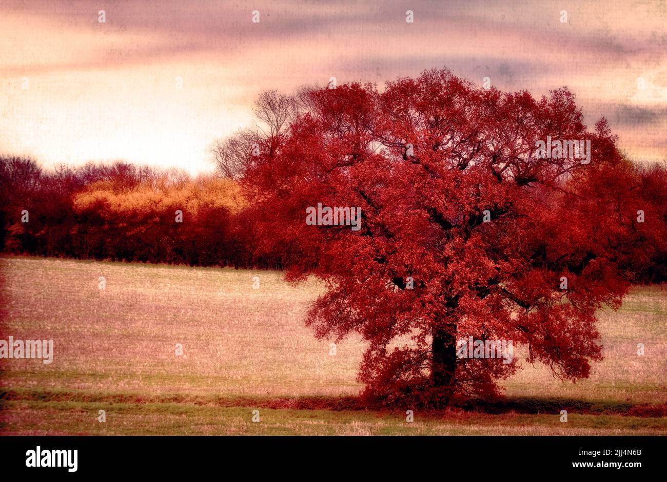 Oak Quercus simbol of strength, longevity, solidity Stock Photo