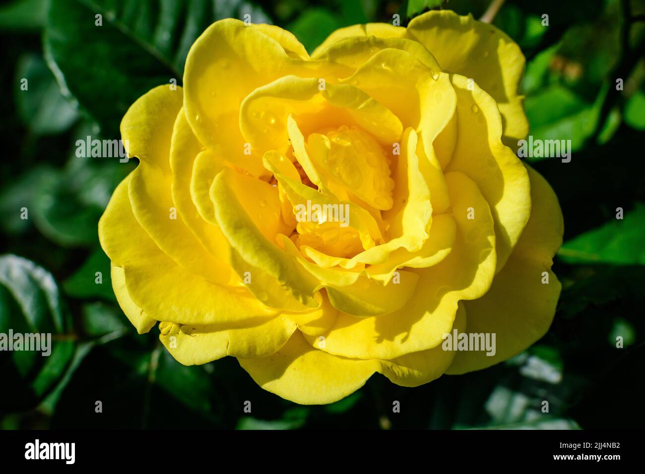 Close up of one large and delicate vivid yellow orange rose in full ...