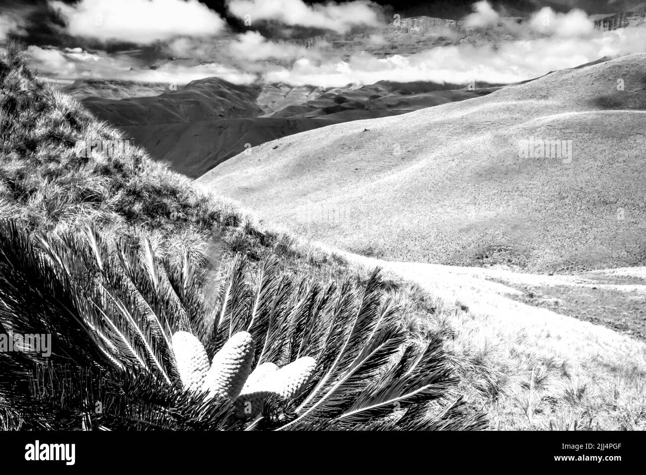 The high altitude Afro-alpine grass covered slopes of the Drakensberg Mountains of South Africa in black and white, with a Drakensberg Cycad Stock Photo