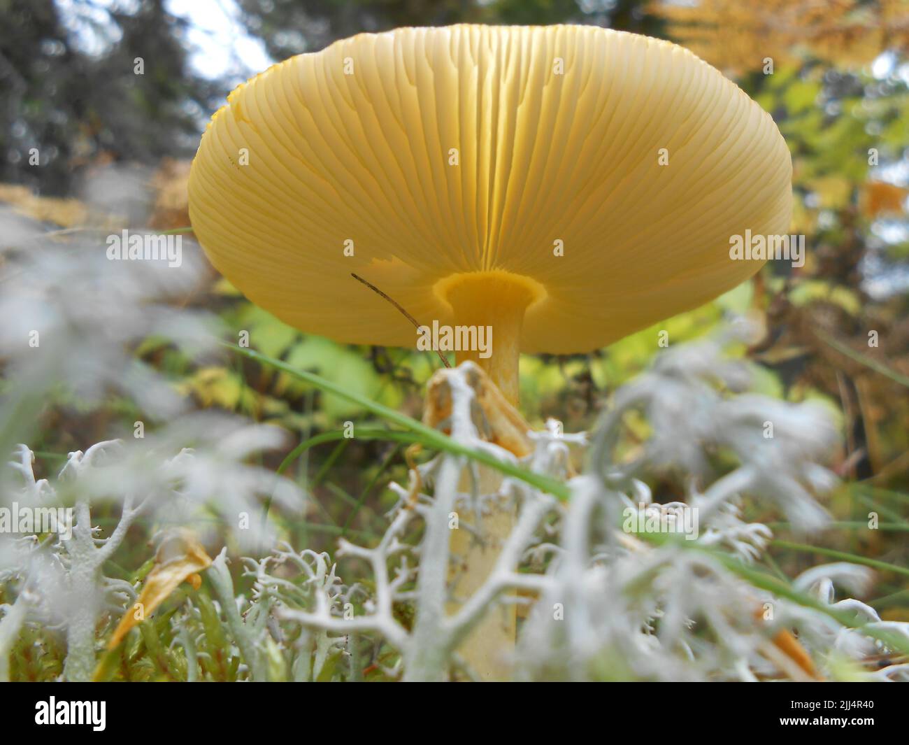 Mushroom and Moss, Upper Peninsula, Michigan Stock Photo Alamy