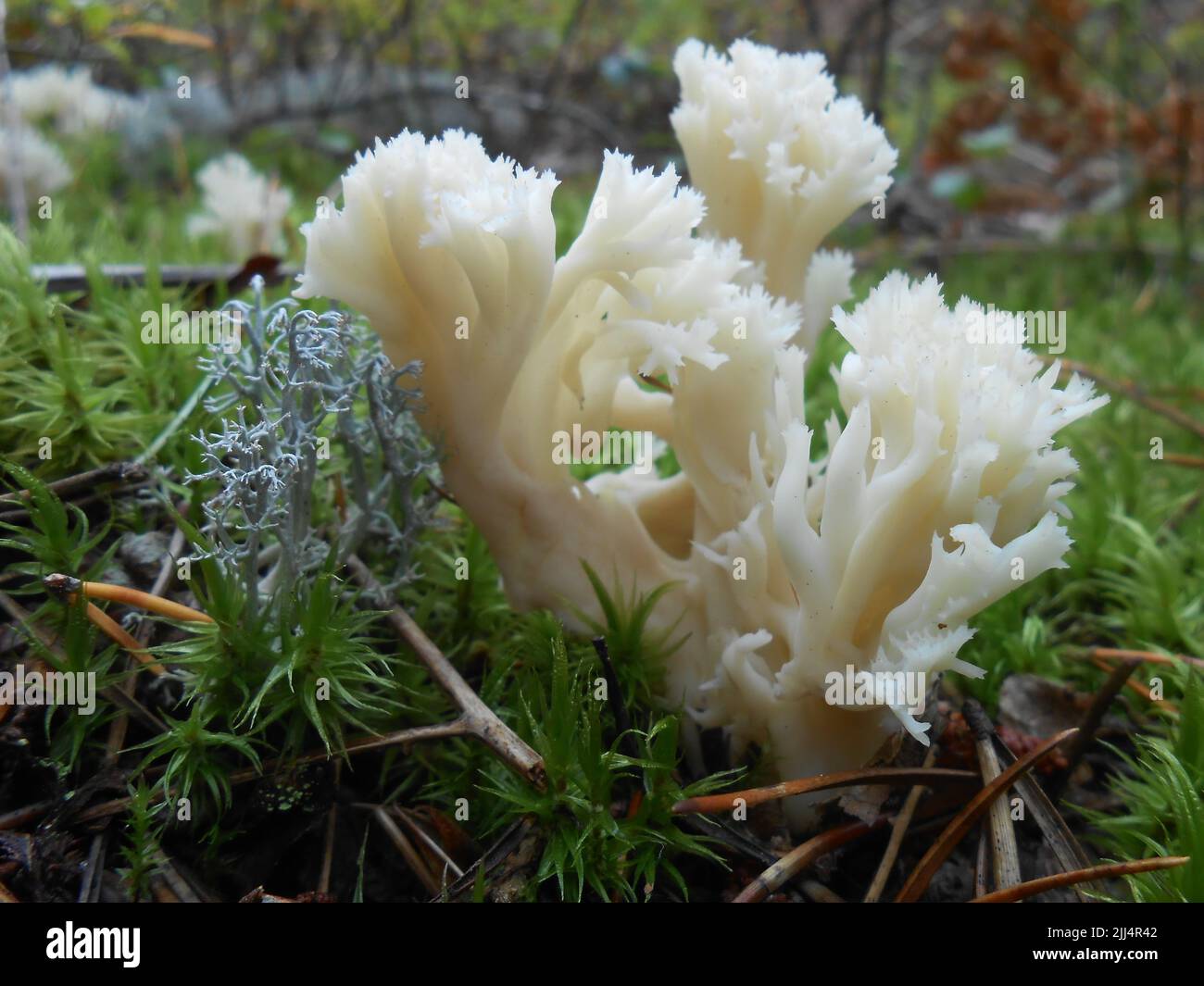 White Coral Mushroom, Michigan Stock Photo Alamy