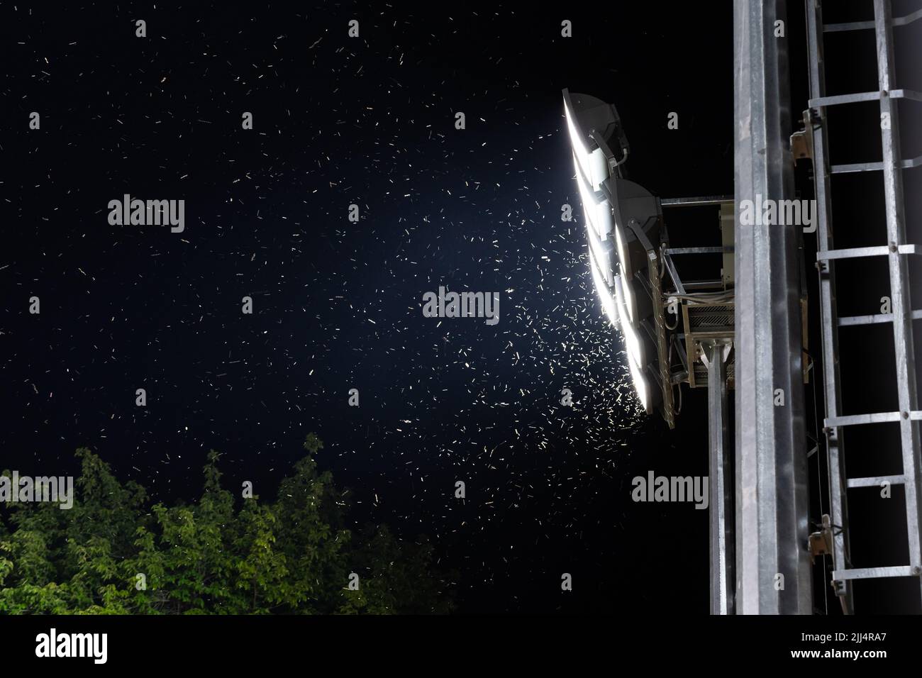 Swarm of insects and mosquitoes around the lamp of an electric spotlight at night outdoors Stock Photo