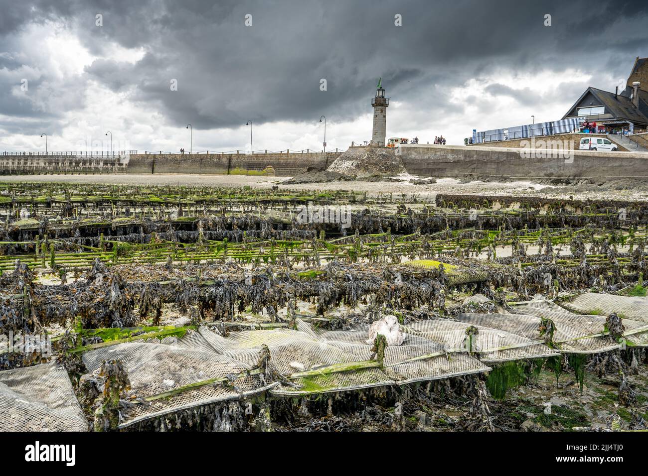 Oyster farming in Cancale (France Stock Photo Alamy