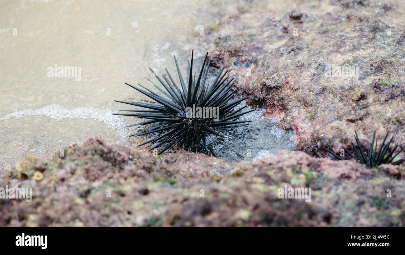 Black sea urchin in the coral rocks close-up shot. Stock Photo