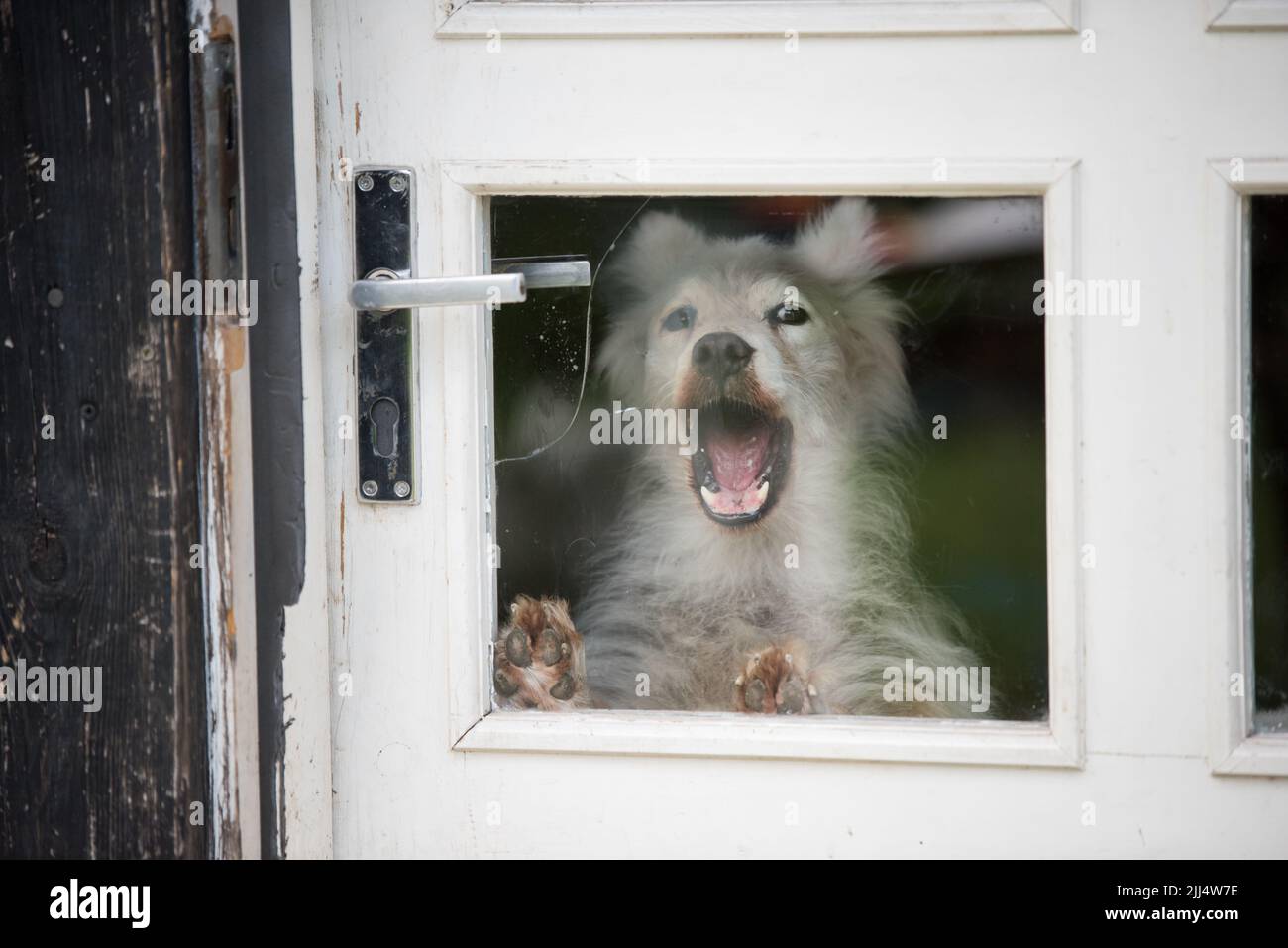 The dog barks behind the glass door in the house Stock Photo Alamy
