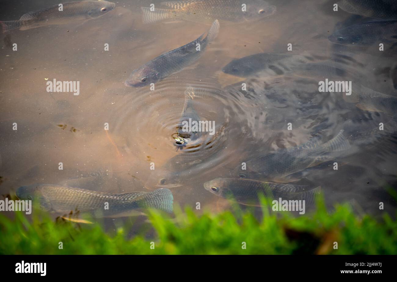Many tilapia fish swim close to the water surface in the muddy lake waters high angle shot. Stock Photo
