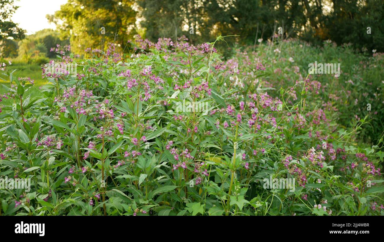 Himalayan balsam Impatiens glandulifera bloom flower pink blossom, Ornamental touching jewelweed western honey insects collect saw achenes, invasive Stock Photo